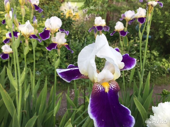 Сибирский ирис, бородатый ирис