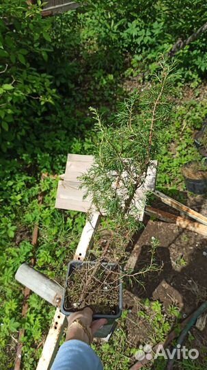 Можжевельник карельский сосна ёлка