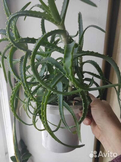 Алоэ-Каланхоэ