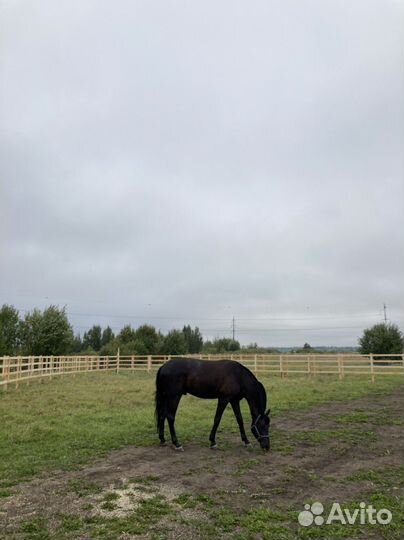 Постой для лошадей