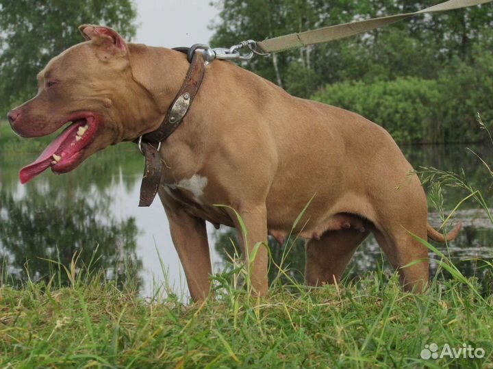 Питбуль щенок Red Nose