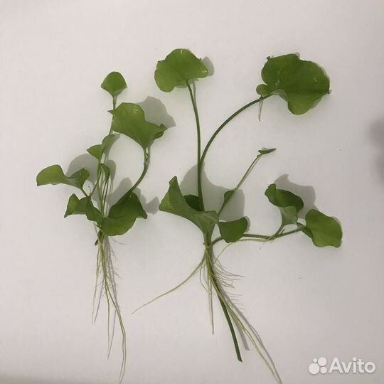 Аквариумные растения прополка