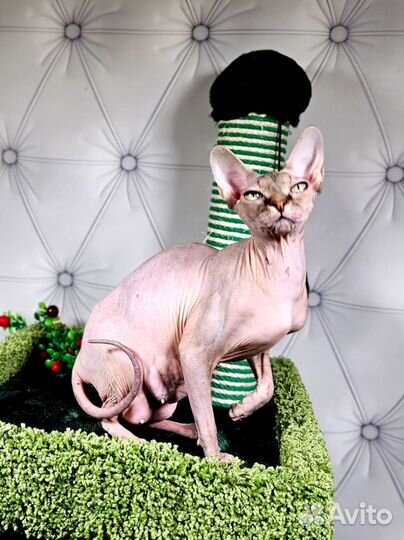 Котята сфинкс