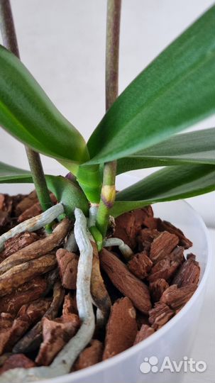 Орхидея фаленопсис