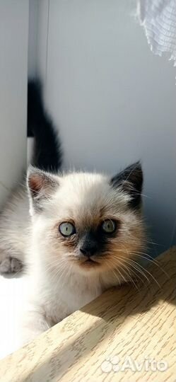 Персидский кот (котята )