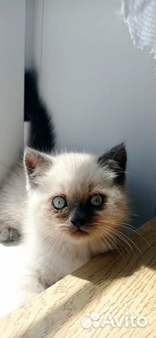 Персидский кот (котята ) объявление продам