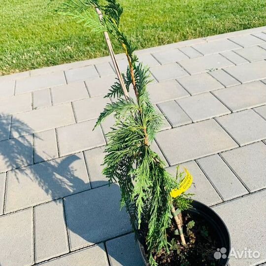 Кипарисовик Грин Эрроу