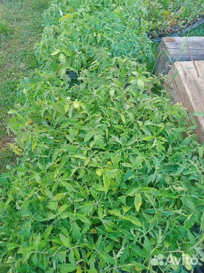 Рассада помидоры огурцы