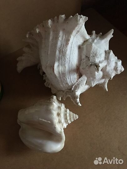Коралл раковина натуральные морские большие