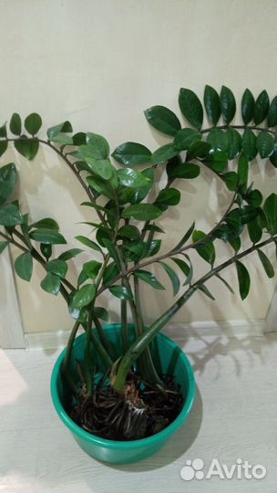 Замиокулькас