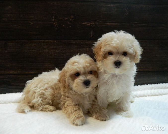 Щенки мальтипу