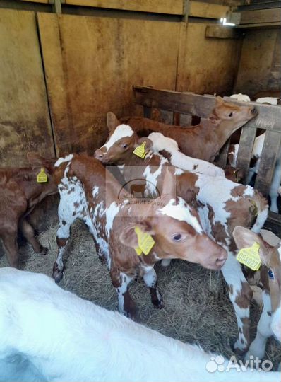 Телята мясных пород