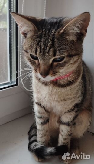 Кошка в дар