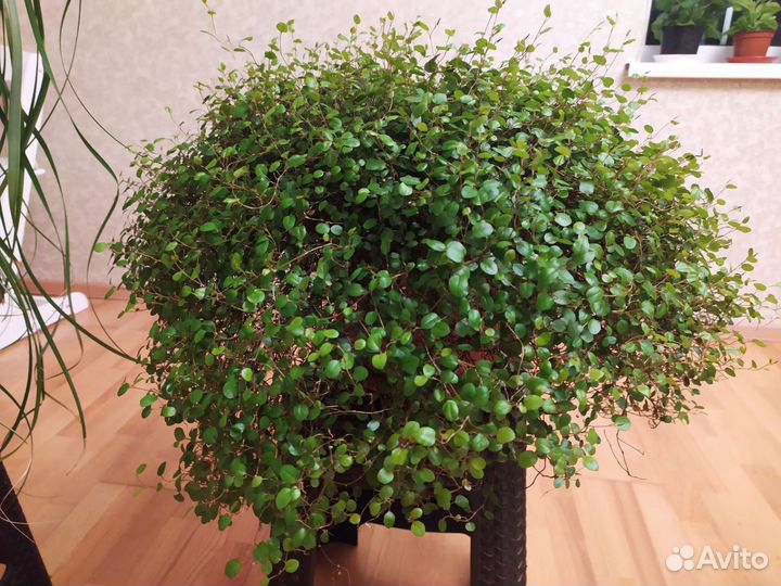 Мюленбекия