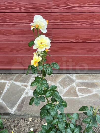 Дача 157 м² на участке 9,6 сот.