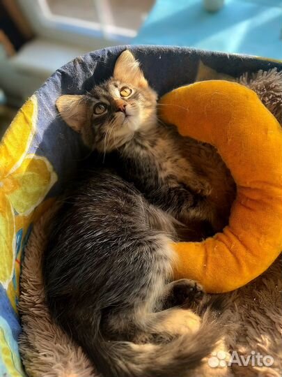 Котик бесплатно
