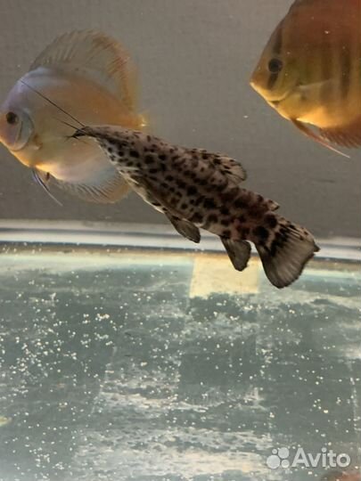 Сом таракатум