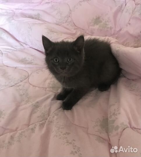Котёнок серый, пушистенький