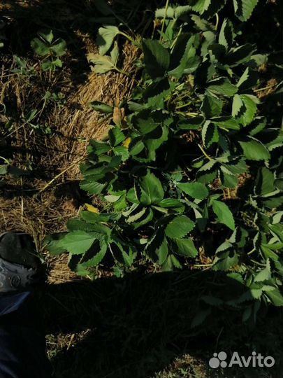 Рассада клубники