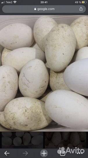 Инкубационное яйцо гусей