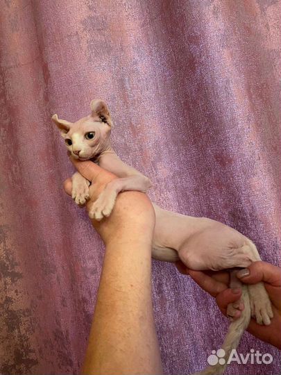 Эльфы с документами