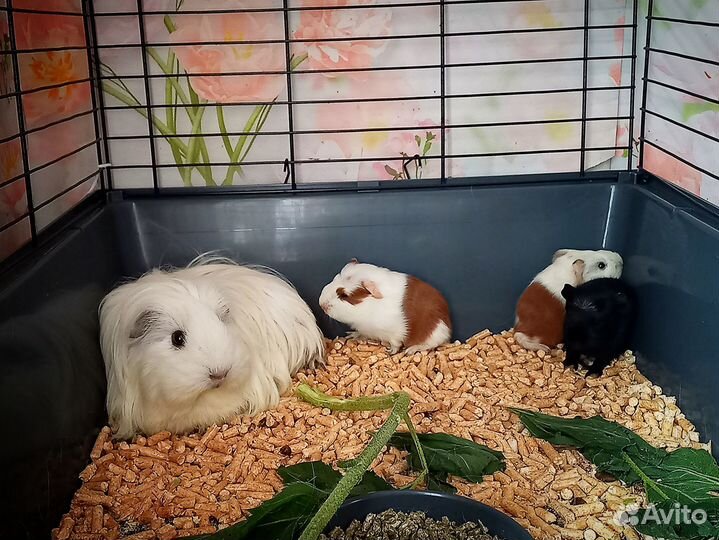 Морские свинки малыши