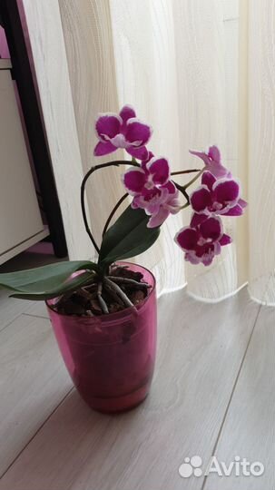 Орхидея Phalaenopsis Younghome '5152'