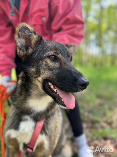 Собака в добрые руки