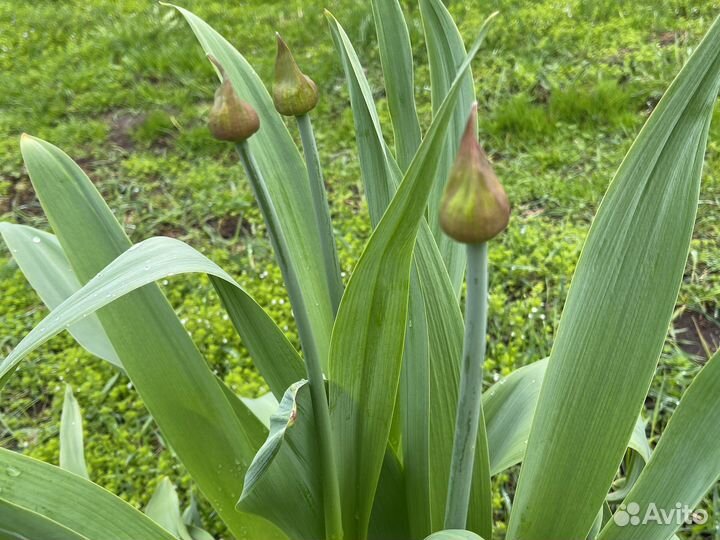 Многолетние луки