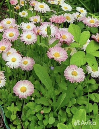 Маргаритки