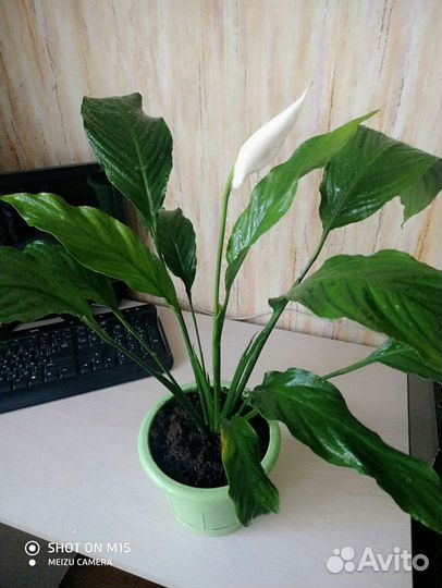 Спатифиллум