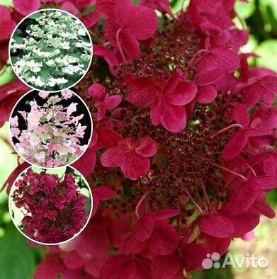 Гортензия саженцы