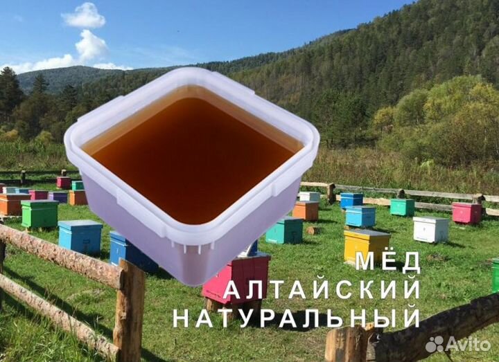 Мед натуральный алтайский опт