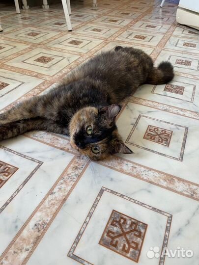 Отдам маленькую кошку