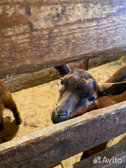 Альпийские козлята