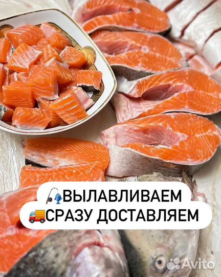 Форель радужная