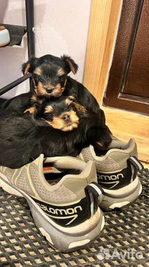 Йоркширский мини