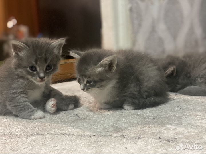 Котята в добрые руки бесплатно