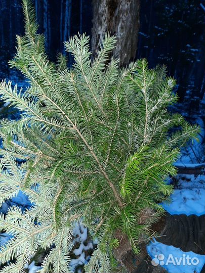 Веники для бани пихта