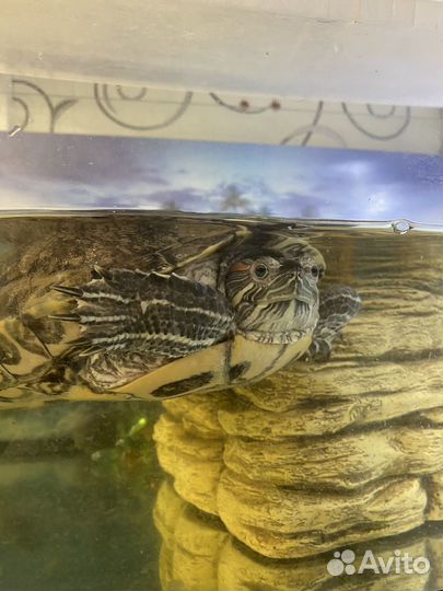 Красноухая черепаха с аквариумом