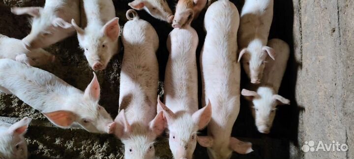 Поросята