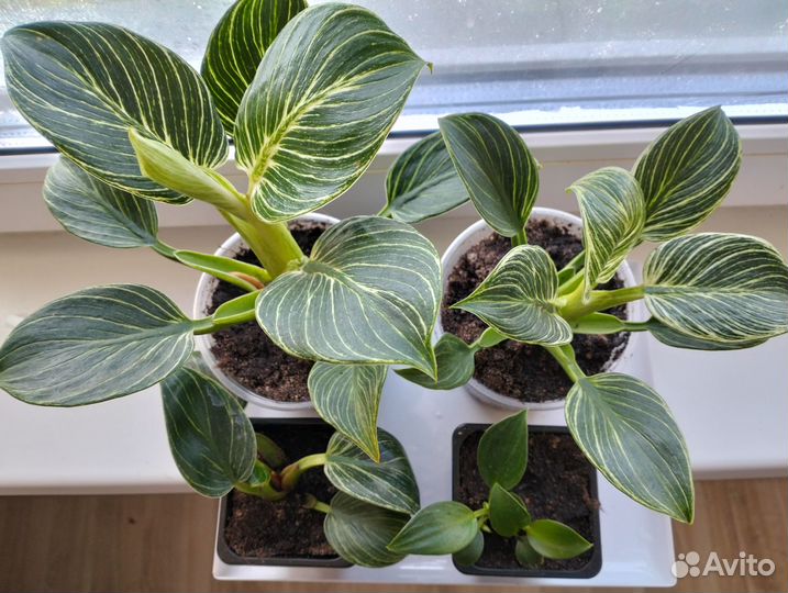 Комнатные растения