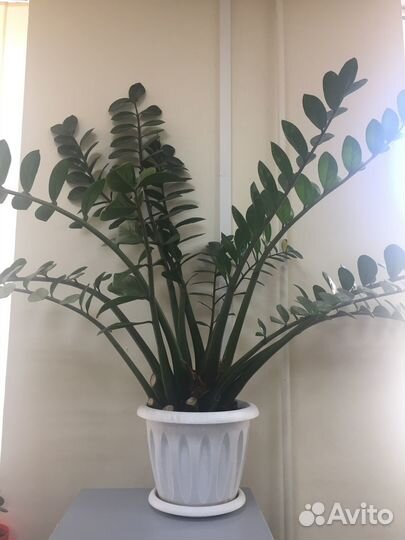 Замиокулькас