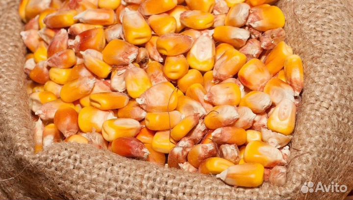 Рожь яровая, Ячмень озимый на корм