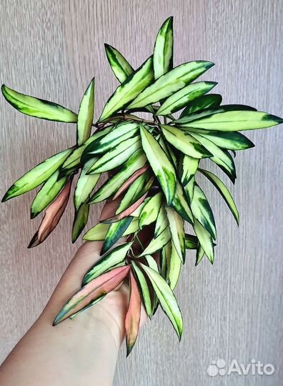 Хойя срезом