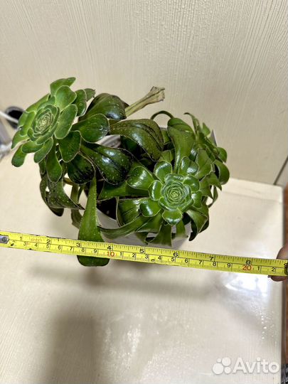 Эониумы разные