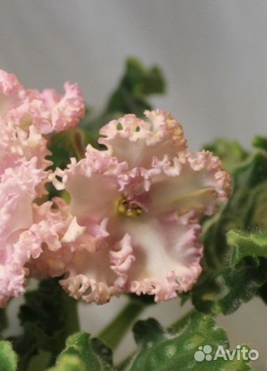 Фиалка ле-рассвет сортовая