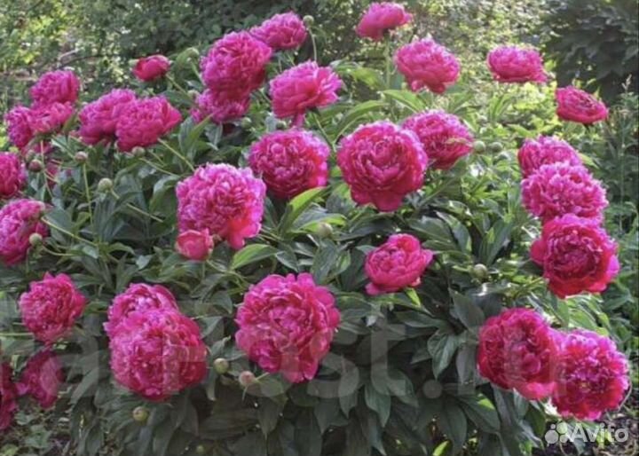 Пионы саженцы дельфиниум ирисы