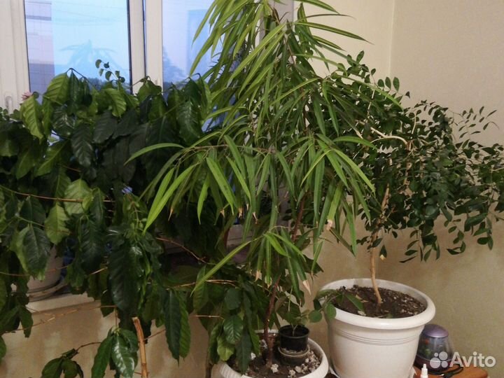 Кофе, фикус Али(узколистный)