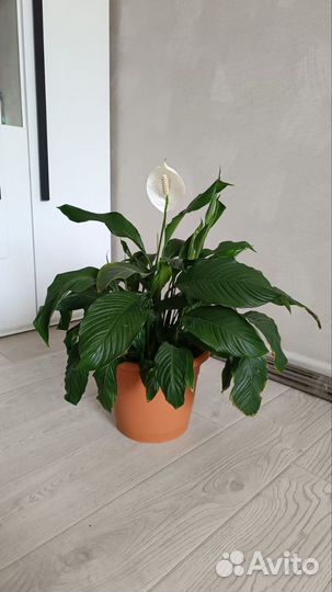 Спатифиллум, Фикус Бенджамина, кротон пестрый